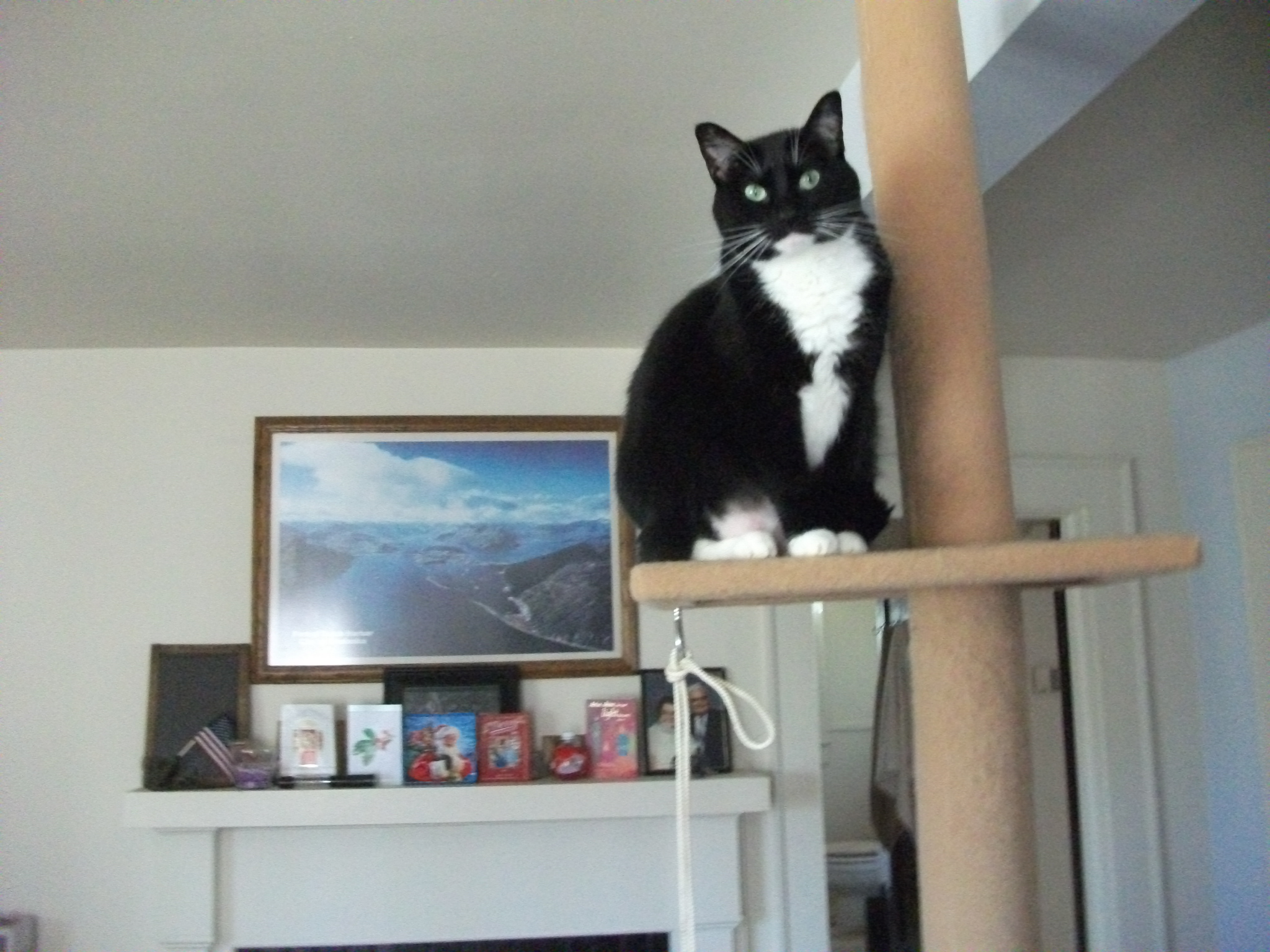 Arby - Queen of the house (she believes, even though she's the youngest)